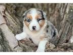 Australian Shepherd Puppy for sale in Joplin, MO, USA