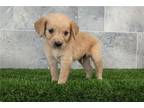 Golden Retriever Puppy for sale in Fort Wayne, IN, USA