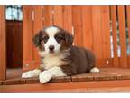 Australian Shepherd Puppy for sale in Joplin, MO, USA