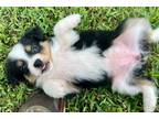 Miniature Australian Shepherd Puppy for sale in Tulsa, OK, USA