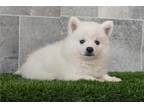 American Eskimo Dog Puppy for sale in Fort Wayne, IN, USA