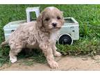 Cavapoo Puppy for sale in Fayetteville, AR, USA