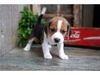 Beagle Puppy for sale in Springfield, MO, USA