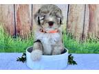Aussiedoodle Puppy for sale in Moses Lake, WA, USA