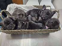 French Bulldog Puppies for sale contact now