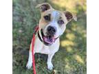 Adopt Lucy Baby a Mixed Breed