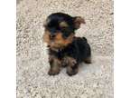 2 Adorable Male and female Yorkshire Terrier Pups