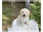 Maltipoo PUPPY FOR SALE ADN-806409 - Ace