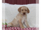 Labrador Retriever PUPPY FOR SALE ADN-806489 - ACA Yellow Labrador Retriever