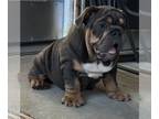 English Bulldog PUPPY FOR SALE ADN-806601 - English Bulldog