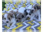 Schnoodle (Miniature) PUPPY FOR SALE ADN-806615 - Schnoodle puppies