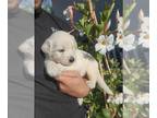 Goldendoodle PUPPY FOR SALE ADN-806648 - 5 BOYS 1 GIRL