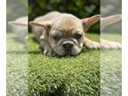 French Bulldog PUPPY FOR SALE ADN-806728 - Frenchie puppies