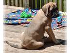 Mastiff PUPPY FOR SALE ADN-806864 - AKC English Mastiff