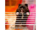 Adopt Jimmy a Hamster
