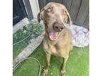 Adopt Ghost a Weimaraner