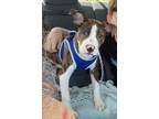 Adopt Artemis a Pit Bull Terrier, Mixed Breed