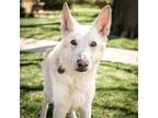 Adopt Forrest a German Shepherd Dog, Mixed Breed