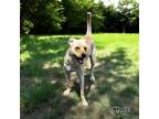 Adopt Mace a Labrador Retriever, Mixed Breed