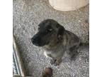 Adopt Sully a Catahoula Leopard Dog