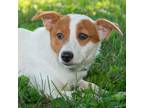 Adopt Copper a Jack Russell Terrier
