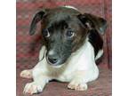Adopt Simon a Jack Russell Terrier