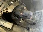 Adopt 56313808 a Pit Bull Terrier, Mixed Breed