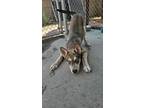 Adopt Cyber a Husky, Mixed Breed