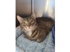 Adopt Cinco a Domestic Short Hair