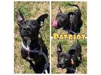 Patriot American Staffordshire Terrier Young Male