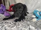 Belle Labrador Retriever Puppy Female