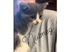 Nutmeg Domestic Shorthair Kitten Female