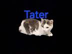 TATER Domestic Shorthair Adult Female