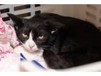 74811A Petal (Barn Cat) Domestic Shorthair Adult Female