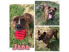 Jada American Staffordshire Terrier Adult Female