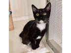 Adopt Sparrow a Domestic Medium Hair