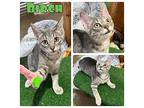 Birch - Silo Domestic Shorthair Kitten Male