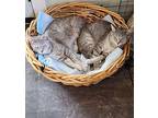 Sissy and Missy (bonded pair) Domestic Shorthair Young Female