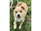 Adopt Scout a Cairn Terrier, Mixed Breed
