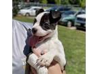 Adopt Suzie a Terrier, Mixed Breed