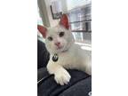 Adopt Stanley a White (Mostly) Siamese (short coat) cat in Mission Viejo