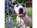 Adopt Piper Spring a American Staffordshire Terrier, Bull Terrier