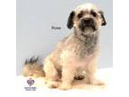 Adopt Rose a Poodle, Yorkshire Terrier