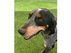 Adopt Hope a Bluetick Coonhound