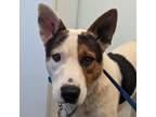 Adopt Rocket a Cattle Dog, Mixed Breed