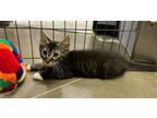 Adopt Ash and Boots (FCID# 06/03/24-86,85 Brandywine PS) a Tabby