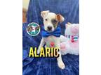 Alaric King Cutie Pie, American Pit Bull Terrier For Adoption In Rosharon, Texas