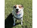 Adopt Twinkie a Beagle, Labrador Retriever