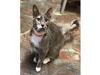 Pearl, Domestic Shorthair For Adoption In Athens, Tennessee