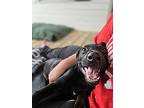 Goliath, Labrador Retriever For Adoption In Athens, Tennessee